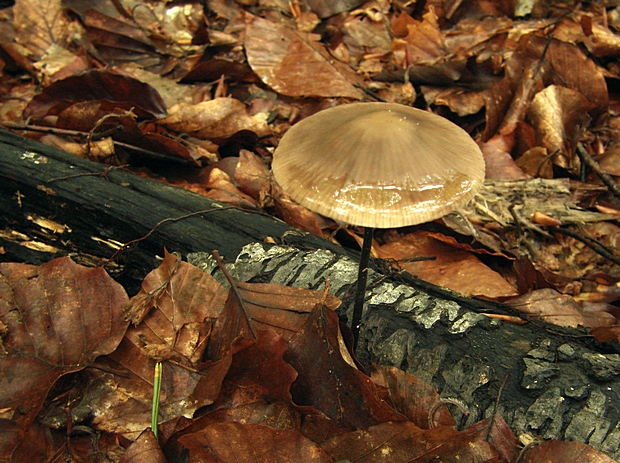 tanečnica cesnaková Mycetinis alliaceus (Jacq.) Earle ex A.W. Wilson & Desjardin