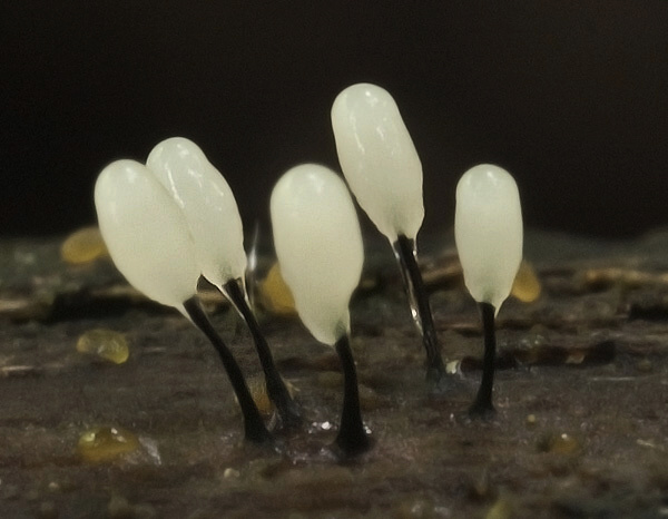 slizovka Myxomycetes