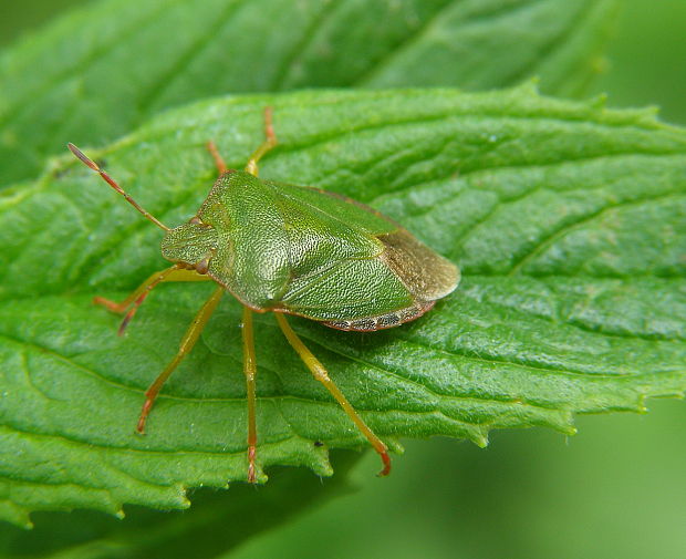 bzdocha zelenkavá. Palomena prasina