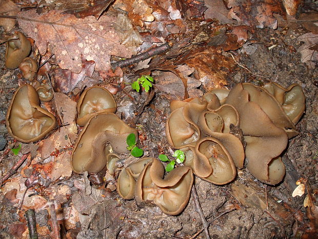 čiaška podvojná Phylloscypha phyllogena (Cooke) Van Vooren