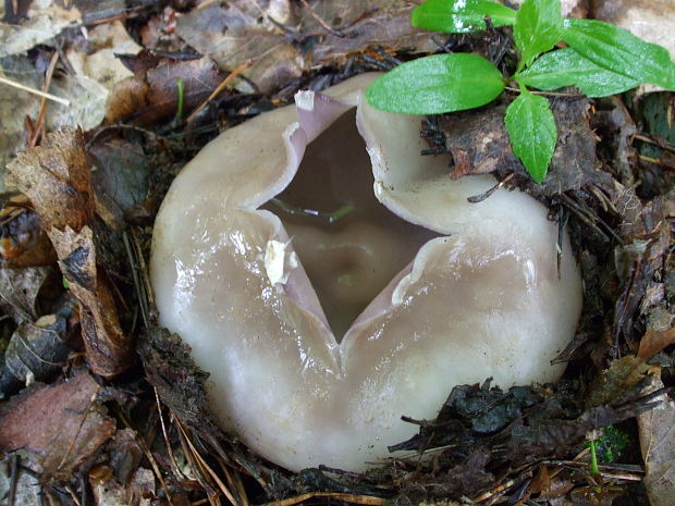 tulipánovka fialová Sarcosphaera coronaria (Jacq.) J. Schröt.