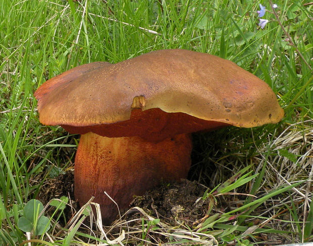 hríb zrnitohlúbikový Sutorius luridiformis (Rostk.) G. Wu & Zhu L. Yang