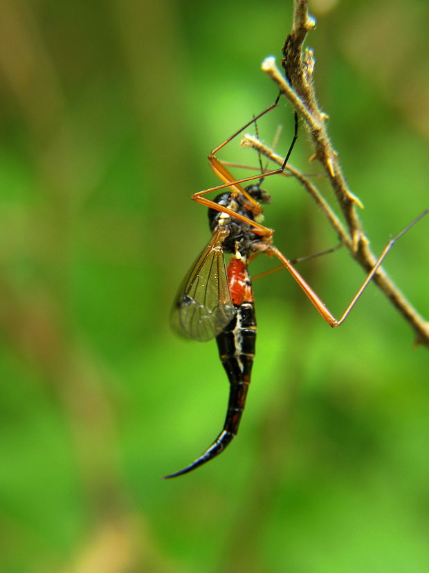 tipula Tanyptera atrata