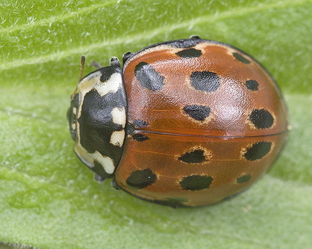 lienka  veľká  Anatis ocellata