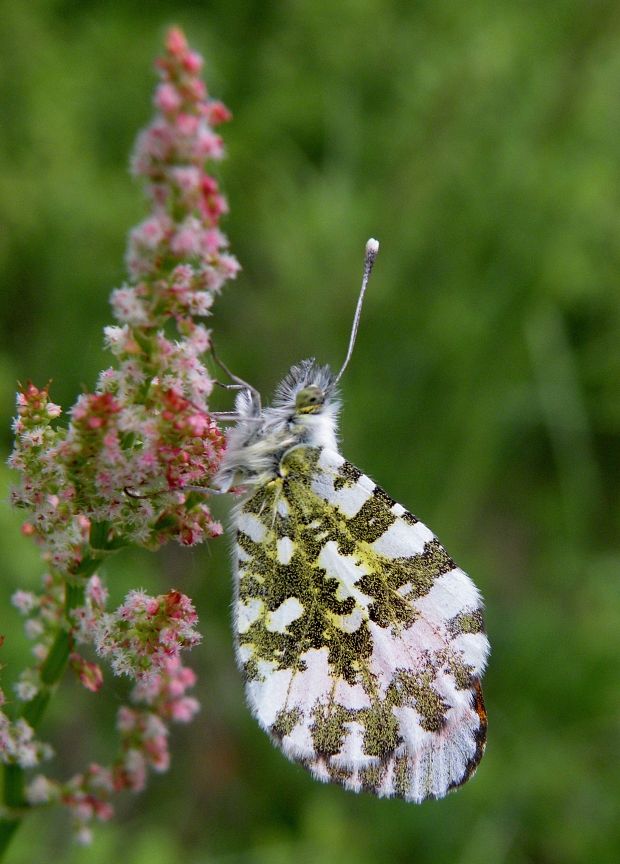 mlynárik žeruchový Anthocharis cardamines  Linnaeus, 1758