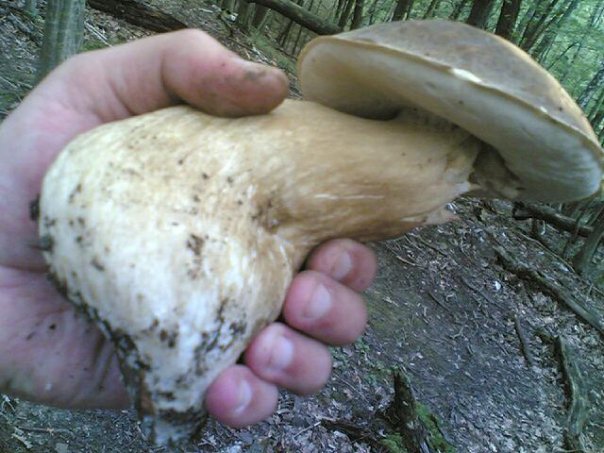 hríb bronzový Boletus aereus Bull. ex Fr.