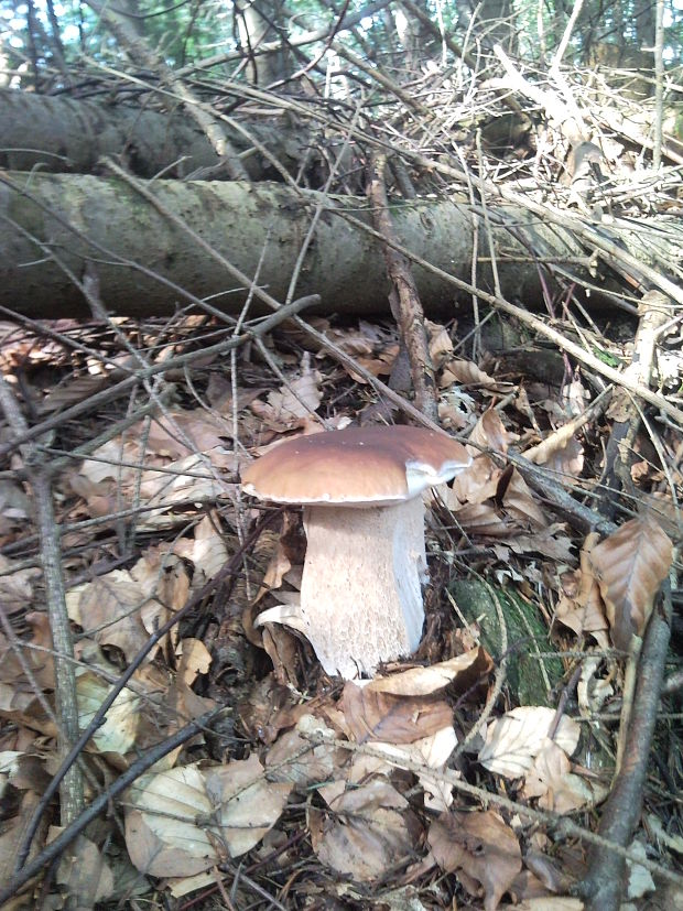 hríb smrekový Boletus edulis Bull.