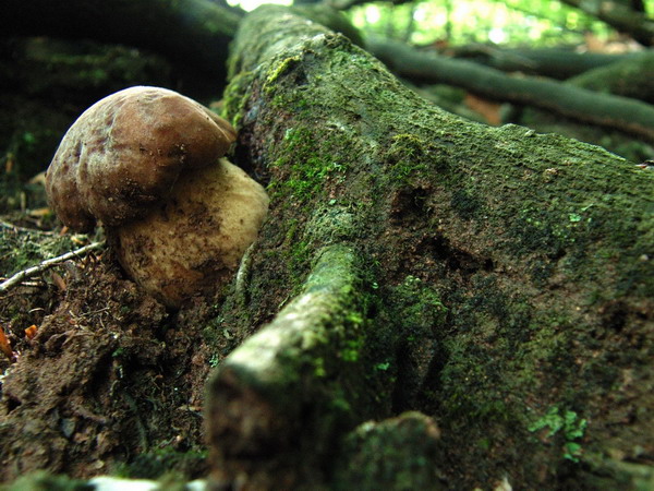 hríb sosnový Boletus pinophilus Pil. et Dermek in Pil.