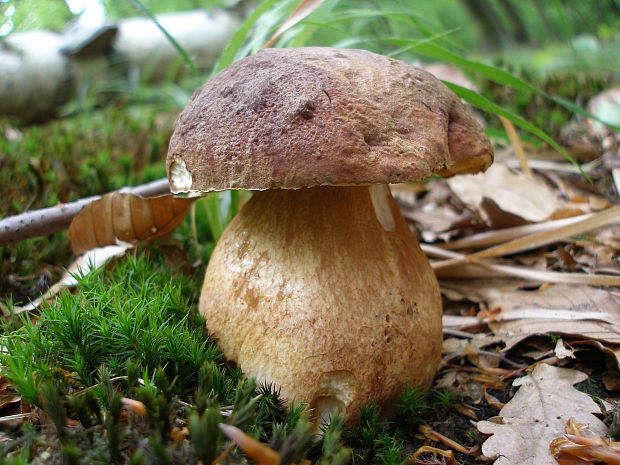 hríb sosnový Boletus pinophilus Pil. et Dermek in Pil.