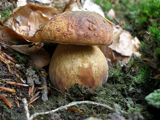 hríb sosnový Boletus pinophilus Pil. et Dermek in Pil.