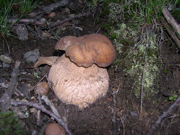 hríb sosnový Boletus pinophilus Pil. et Dermek in Pil.