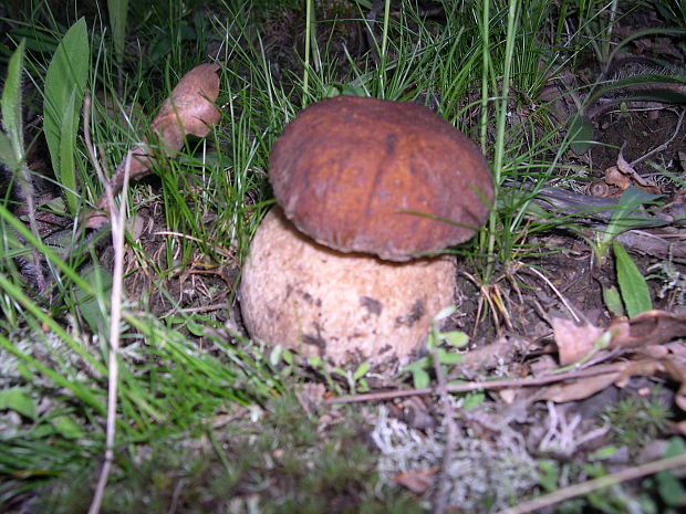 hríb sosnový Boletus pinophilus Pil. et Dermek in Pil.