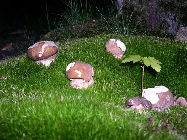 hríb dubový Boletus reticulatus Schaeff.