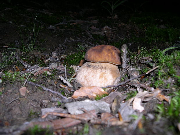 hríb dubový Boletus reticulatus Schaeff.