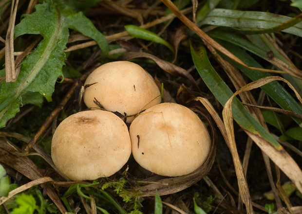 čírovnica májová Calocybe gambosa (Fr.) Donk