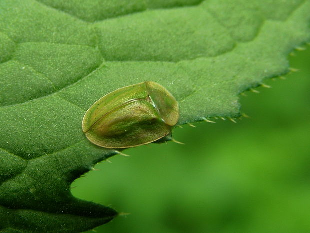 štítnatec Cassida viridis