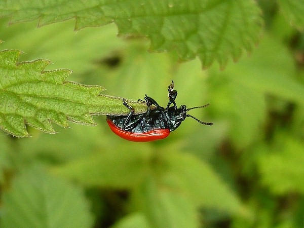 liskavka topoľová  Chrysomela populi, Linnaeus, 1758)