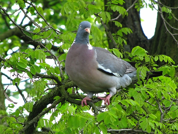 holub hrivnák-holub hřivnáč Columba palumbus