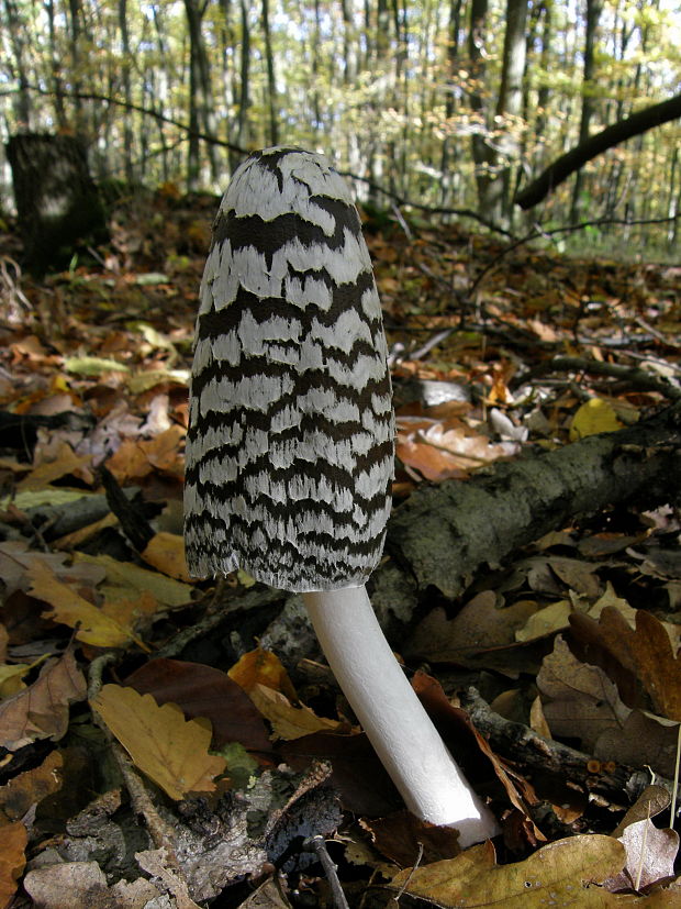 hnojník strakatý Coprinopsis picacea (Bull.) Redhead, Vilgalys & Moncalvo