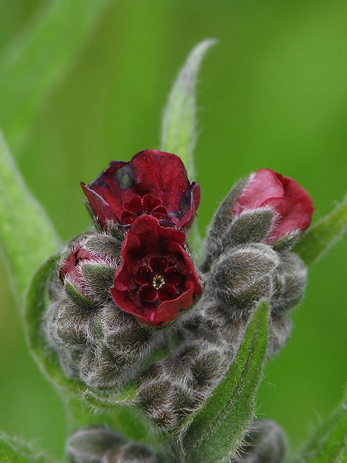 psojazyk lekársky Cynoglossum officinale L.