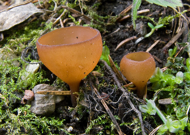 hľuznatka veternicová Dumontinia tuberosa (Bull.) L.M. Kohn