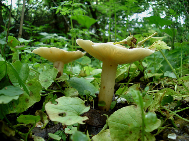 hodvábnica jarná Entoloma clypeatum (L.) P. Kumm.