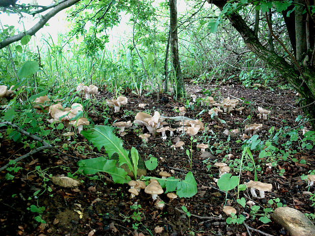 hodvábnica jarná Entoloma clypeatum (L.) P. Kumm.