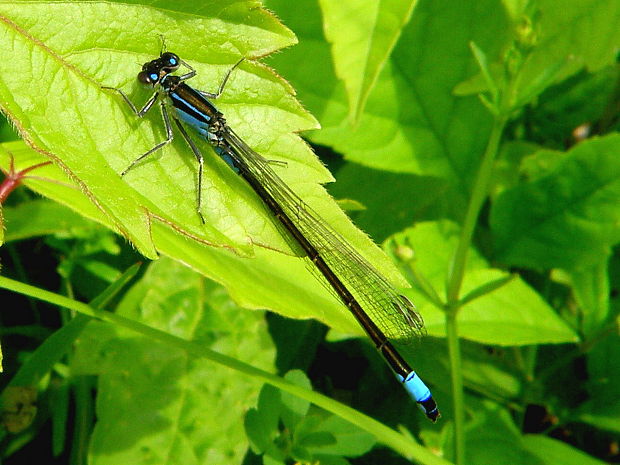 šidielko väčšie (samček) Ischnura elegans