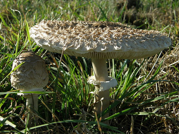 bedľa vysoká  Macrolepiota procera (Scop.) Singer