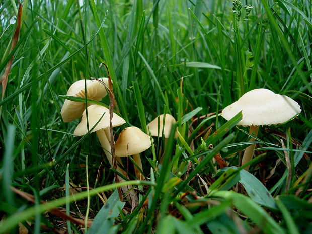 tanečnica poľná Marasmius oreades (Bolton) Fr.