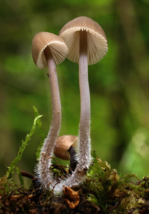 prilbička mliečna Mycena galopus (Pers.) P. Kumm.