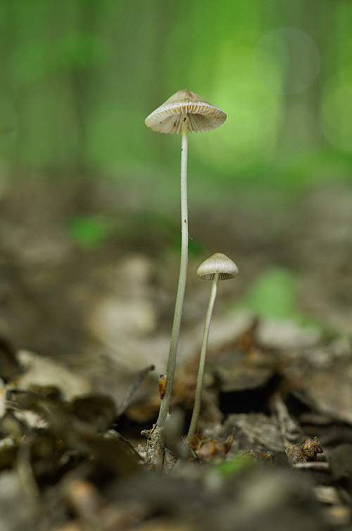 prilbička Mycena sp.