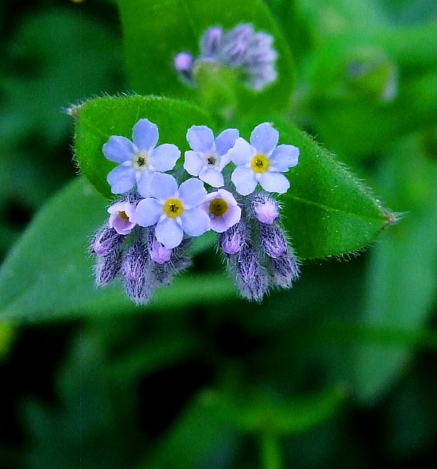 nezábudka roľná Myosotis arvensis (L.) Hill