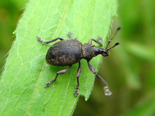 nosánik  Otiorhynchus ligustici