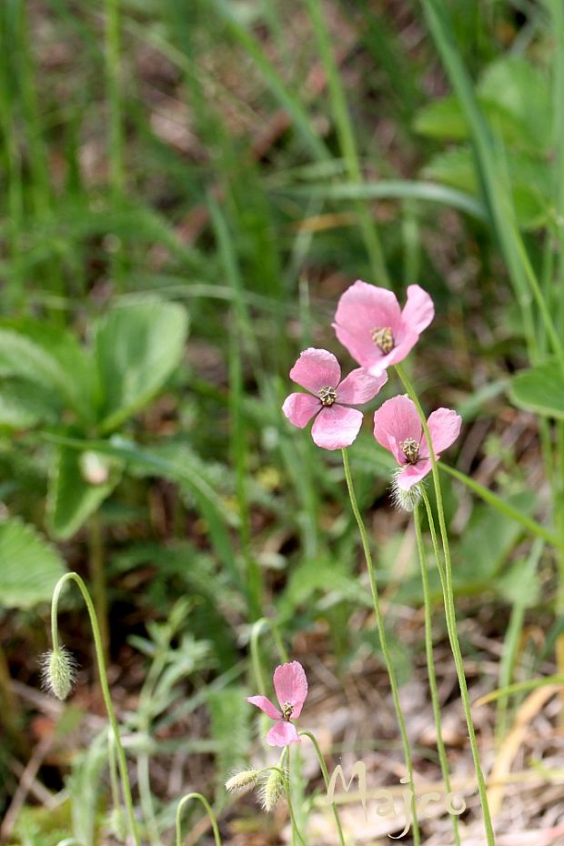 mak pochybný Papaver dubium subsp. austromoravicum (Kubát) Hörandl