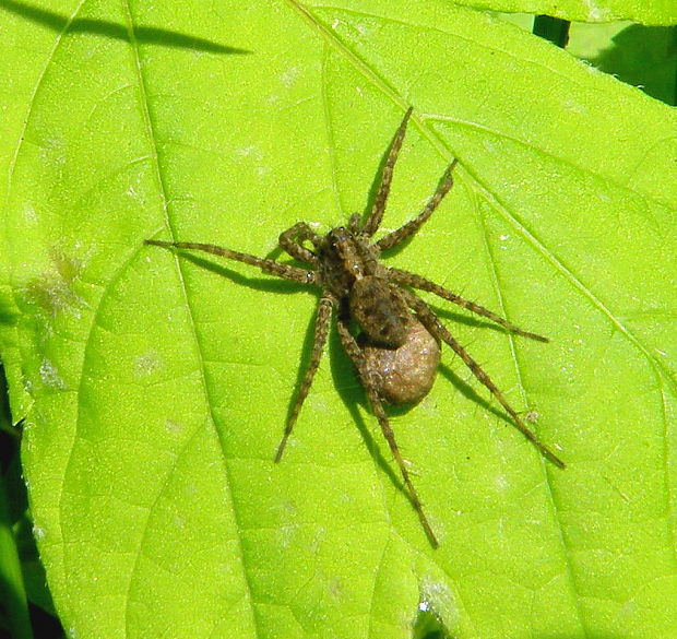 sliedič (samička)  Pardosa lugubris