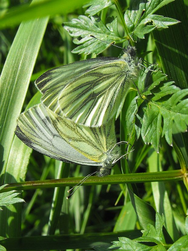 mlynárik repkový  Pieris napi