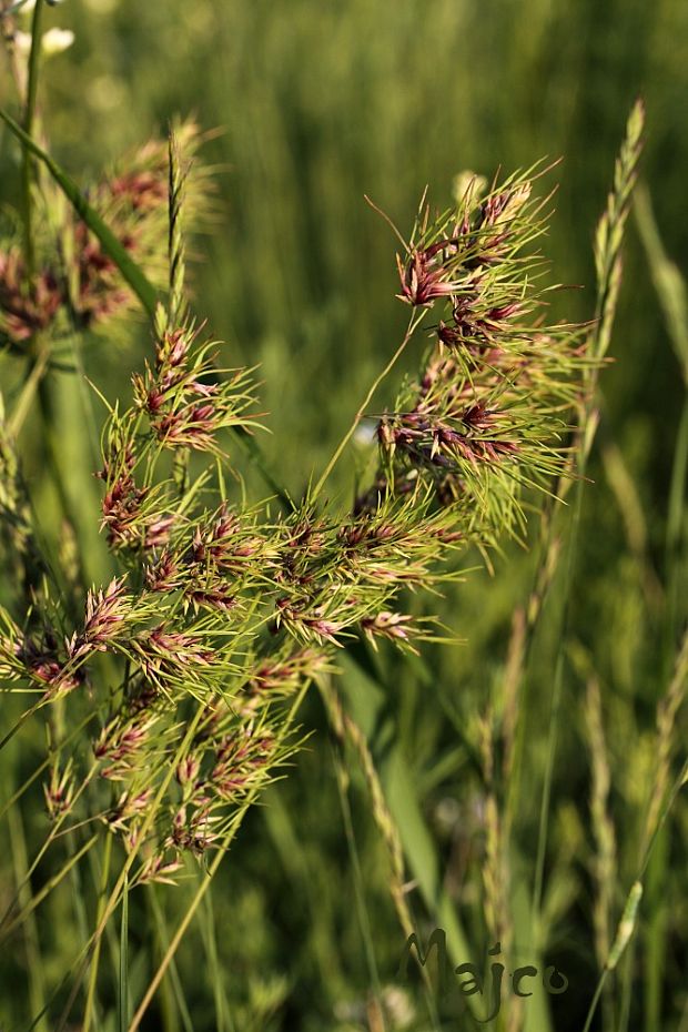 lipnica cibuľkatá Poa bulbosa L.