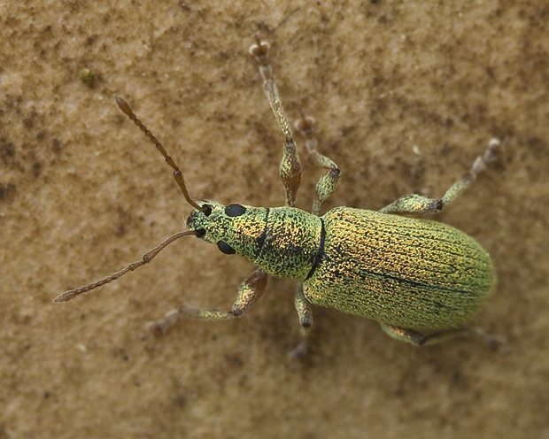 nosáčik Polydrusus formosus