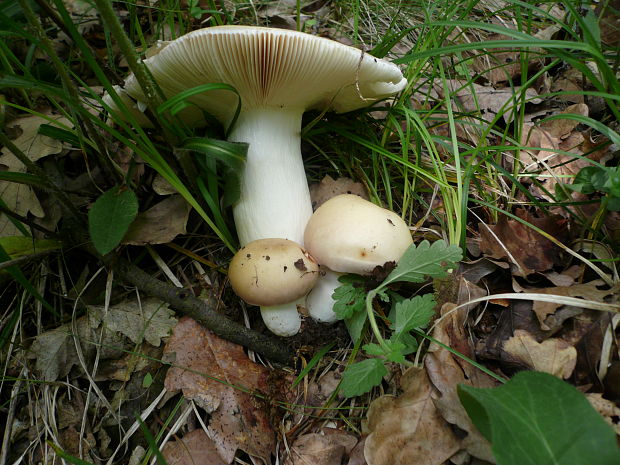 plávka Russula sp.