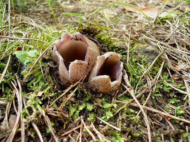 tulipánovka fialová Sarcosphaera coronaria (Jacq.) J. Schröt.