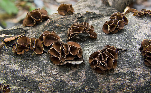 dutinovka lužná Sclerencoelia fascicularis (Alb. & Schwein.) P. Karst.