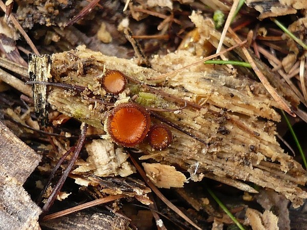 štítovnička Scutellinia sp.