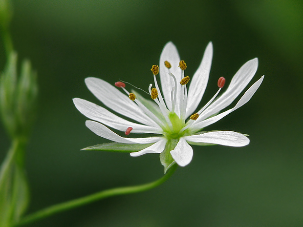 hviezdica  Stellaria sp. (L.) Vill.