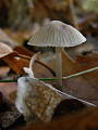 prilbička (Mycena sp.)