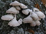 klanolupeňovka obyčajná (Schizophyllum commune)