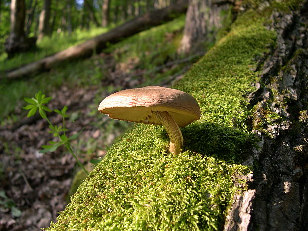 neidentifikovaná huba