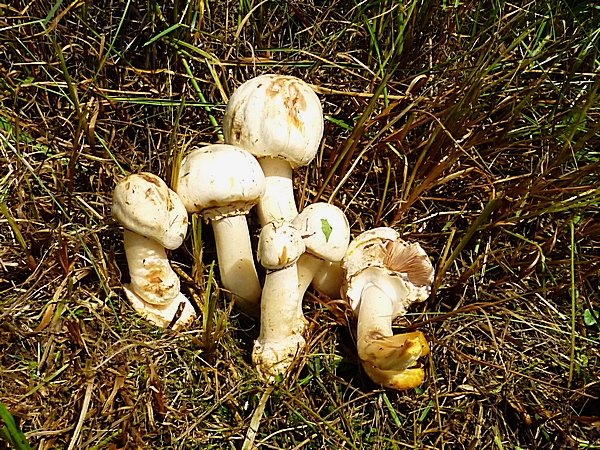 pečiarka páchnuca Agaricus xanthoderma (L.) Fr.