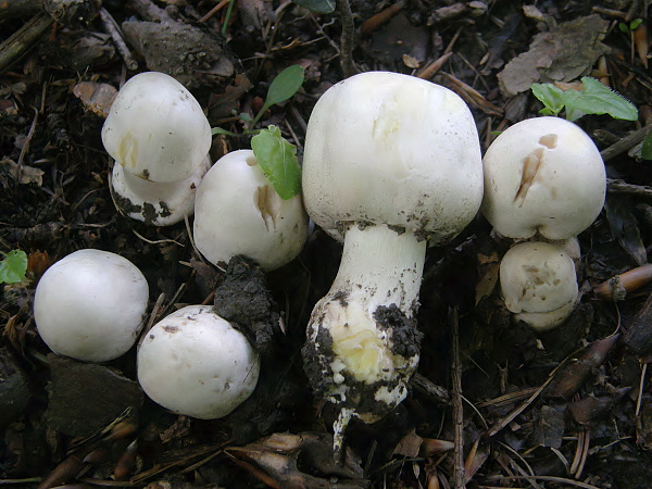 pečiarka páchnuca Agaricus xanthodermus Genev.