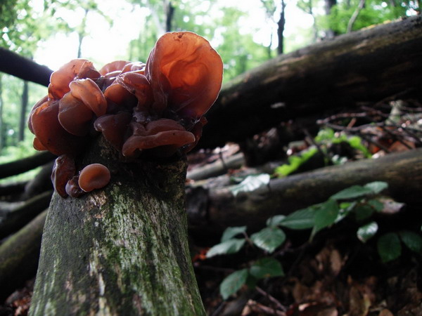 uchovec bazový Auricularia auricula-judae (Bull.) Quél.